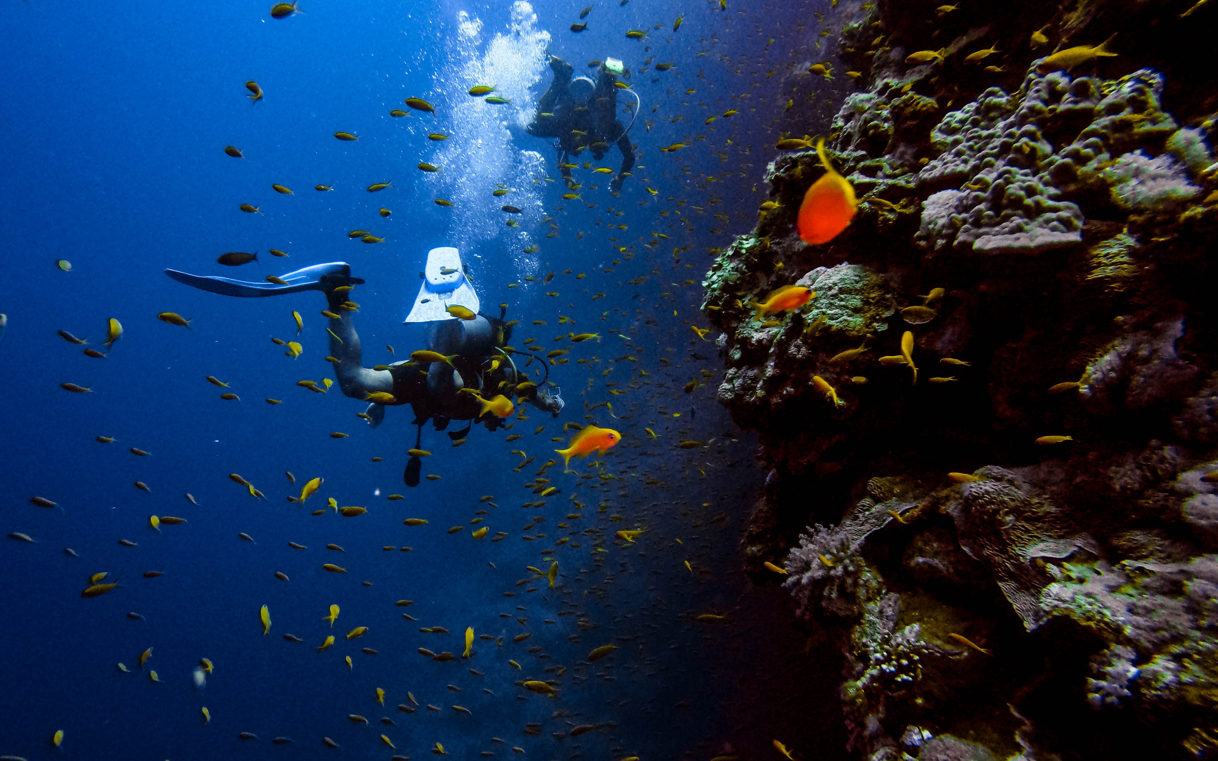 Discover Scuba Diving (Try Dive)