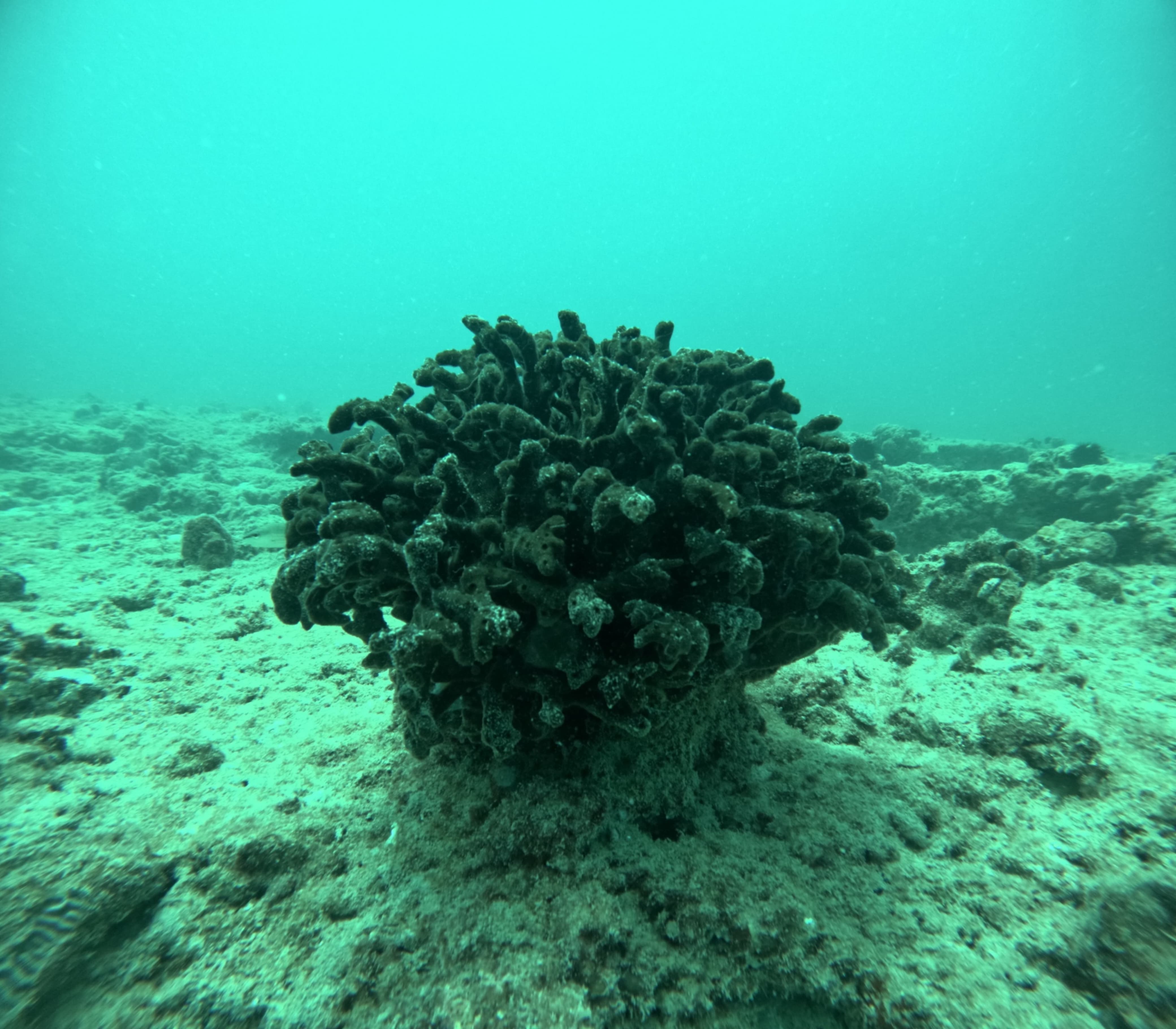 Old Cement Barge & Reef 11